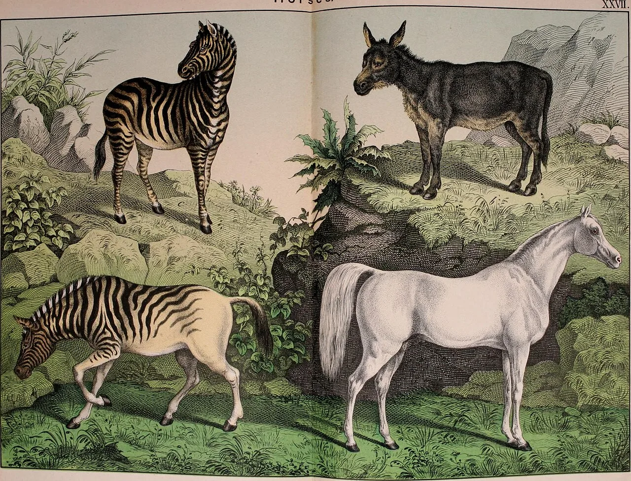 1889 illustration of a quagga (lower left) alongside other equines