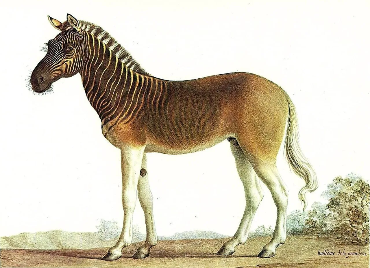 Painting of a stallion in Louis XVI's menagerie at Versailles by Nicolas Maréchal, 1793