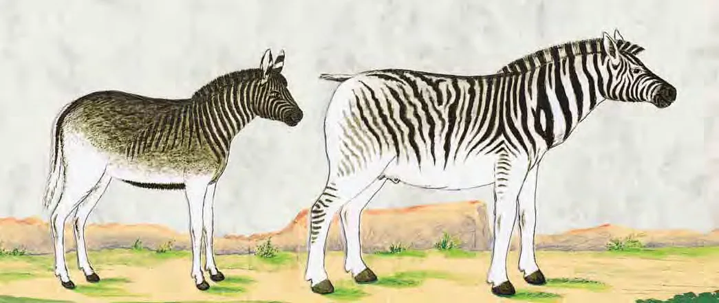 1777 illustration of a live quagga colt and a bagged adult Burchell's zebra male, by Robert Jacob Gordon.
