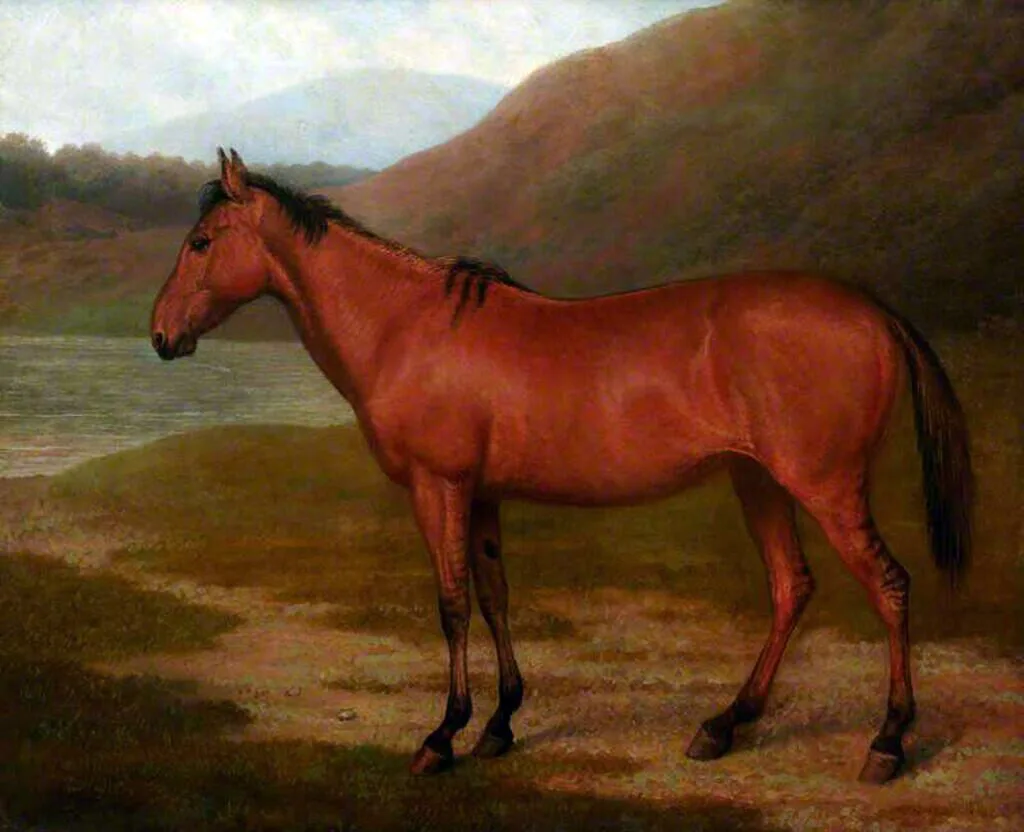 Paintings of Lord Morton's quagga stallion (above) and Lord Morton's mare, its hybrid offspring with a horse mare, by Ja