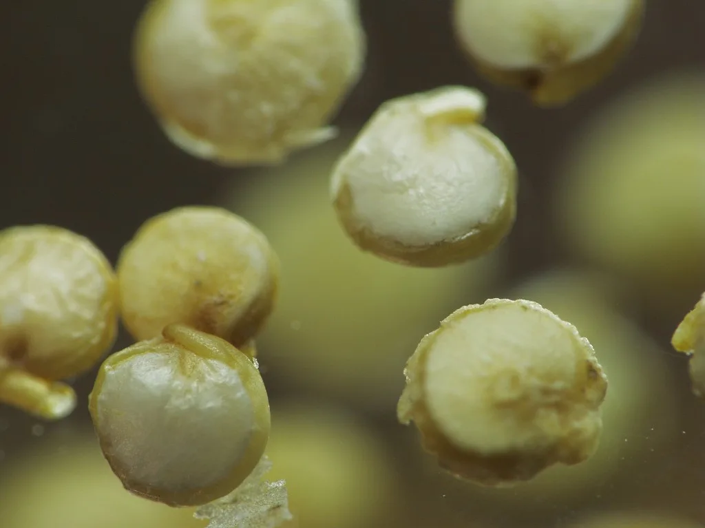 Quinoa seeds