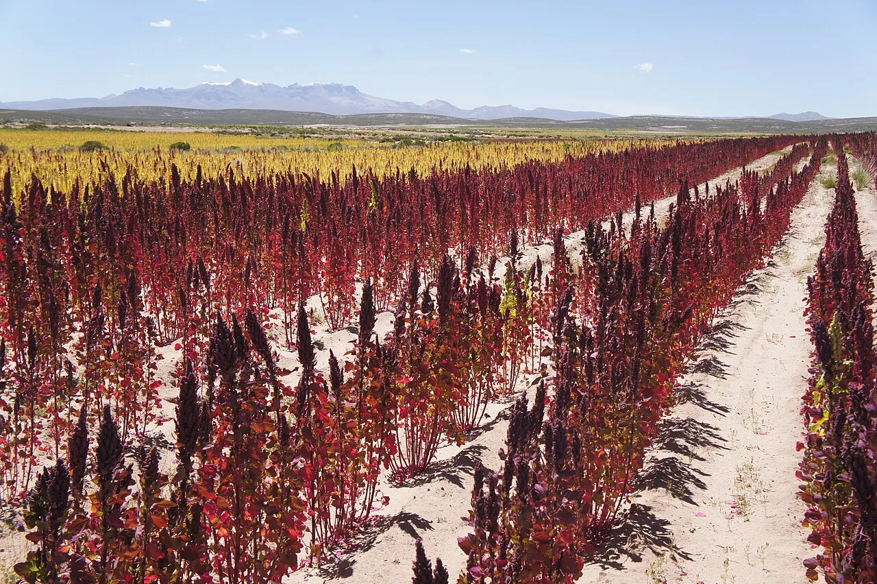 A red quinoa field in Uyuni, Bolivia