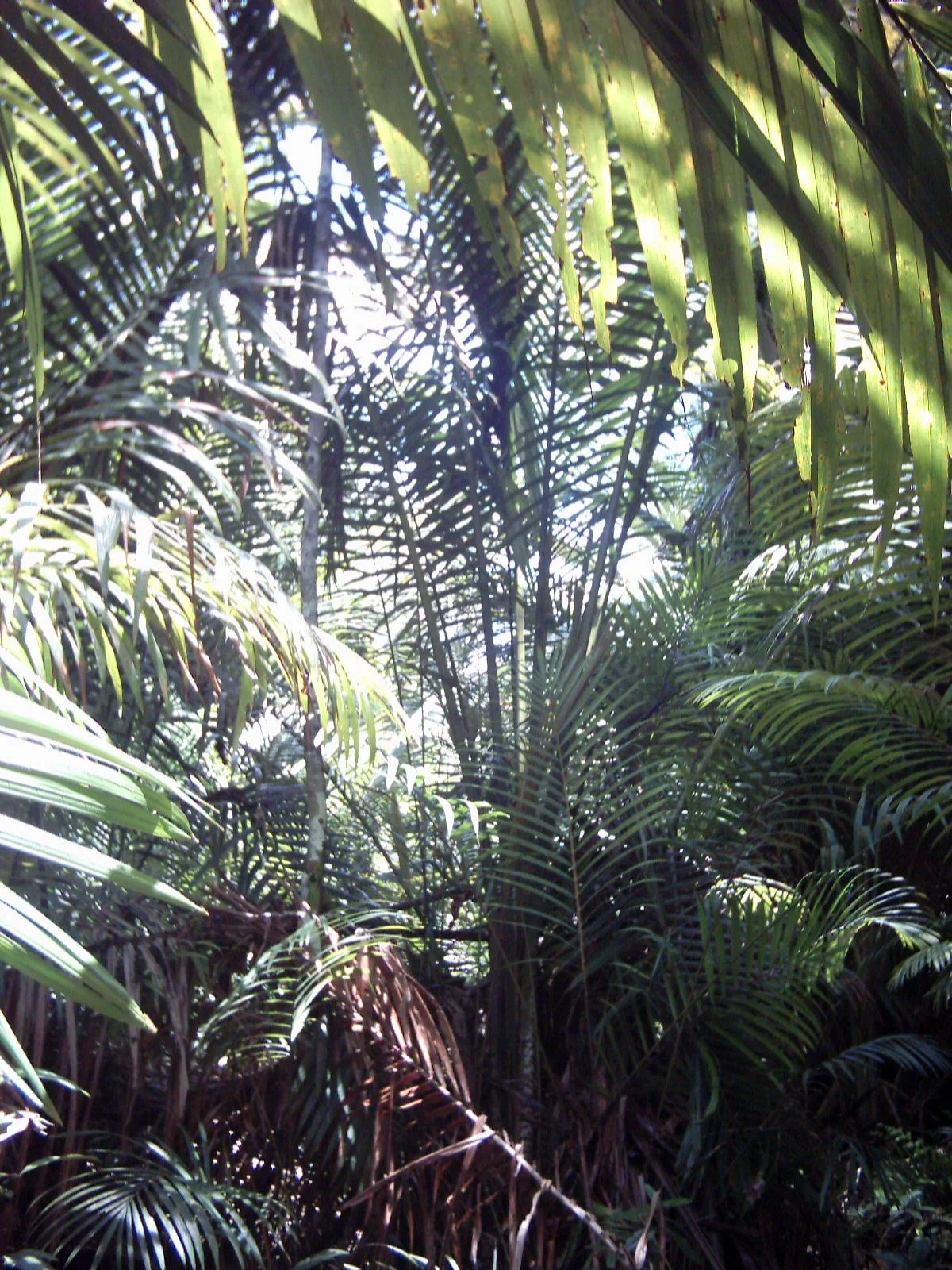Sago palms (Metroxylon sagu) in New Guinea