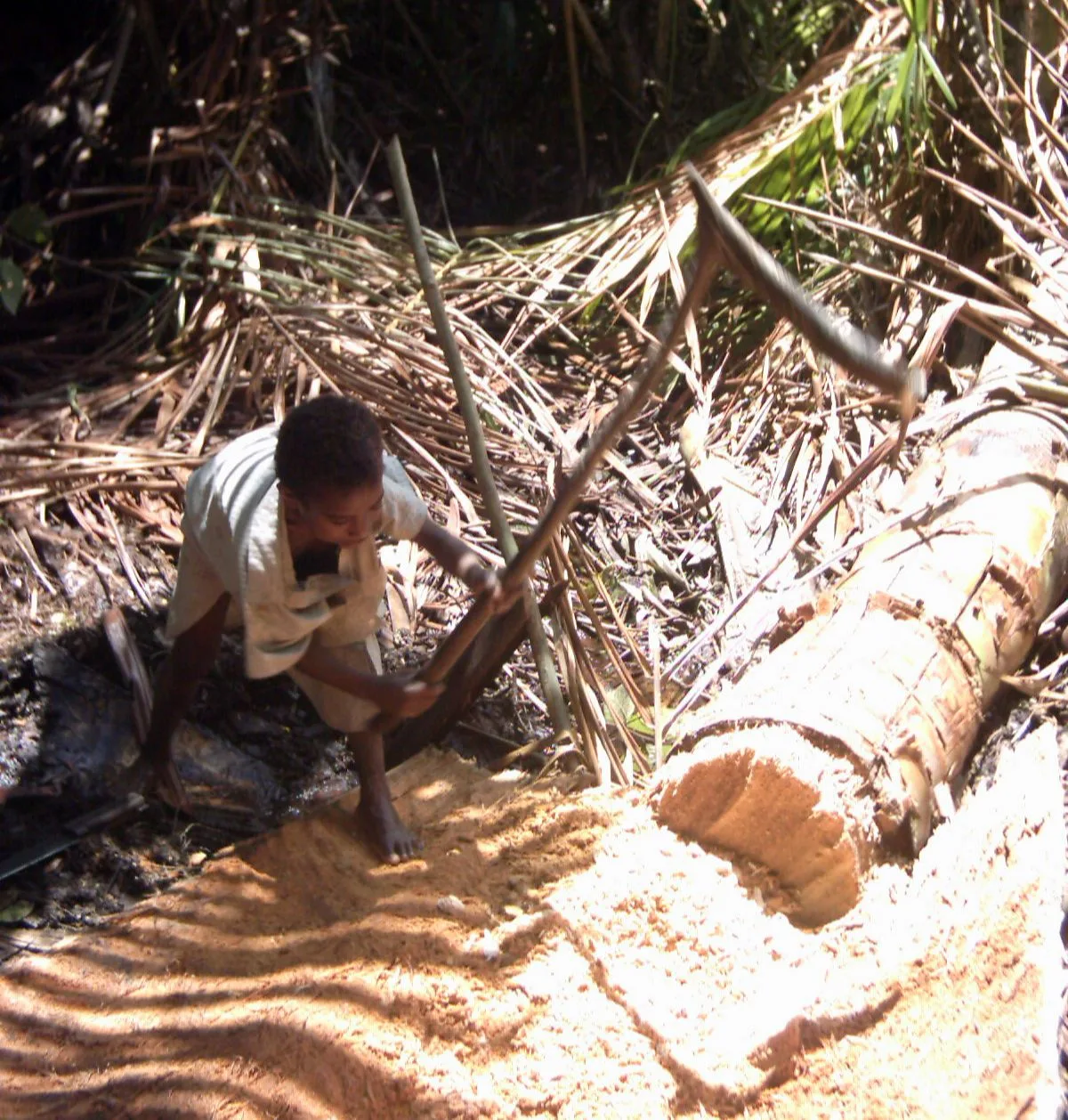A sago palm being harvested for sago production