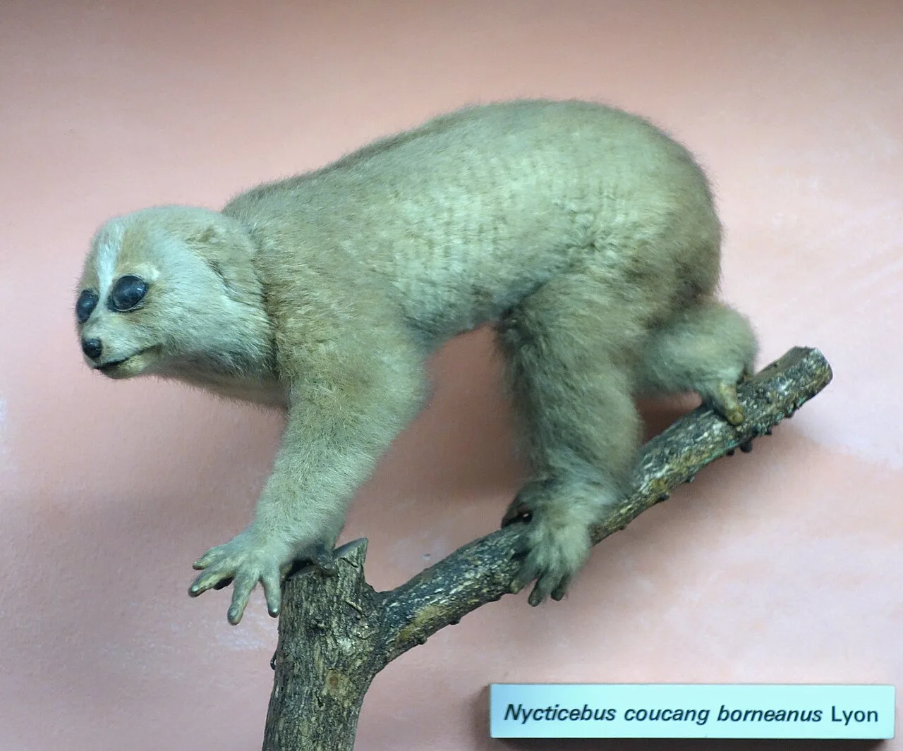 Gray loris