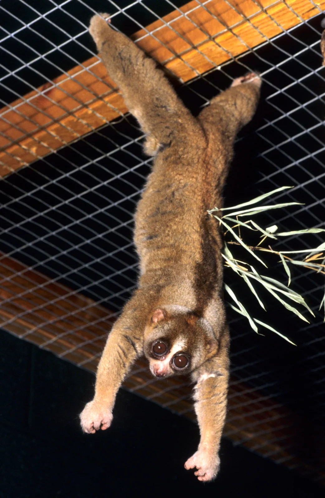 Slow lorises have a special network of capillaries in their hands and feet that allow them to cling to branches for hour