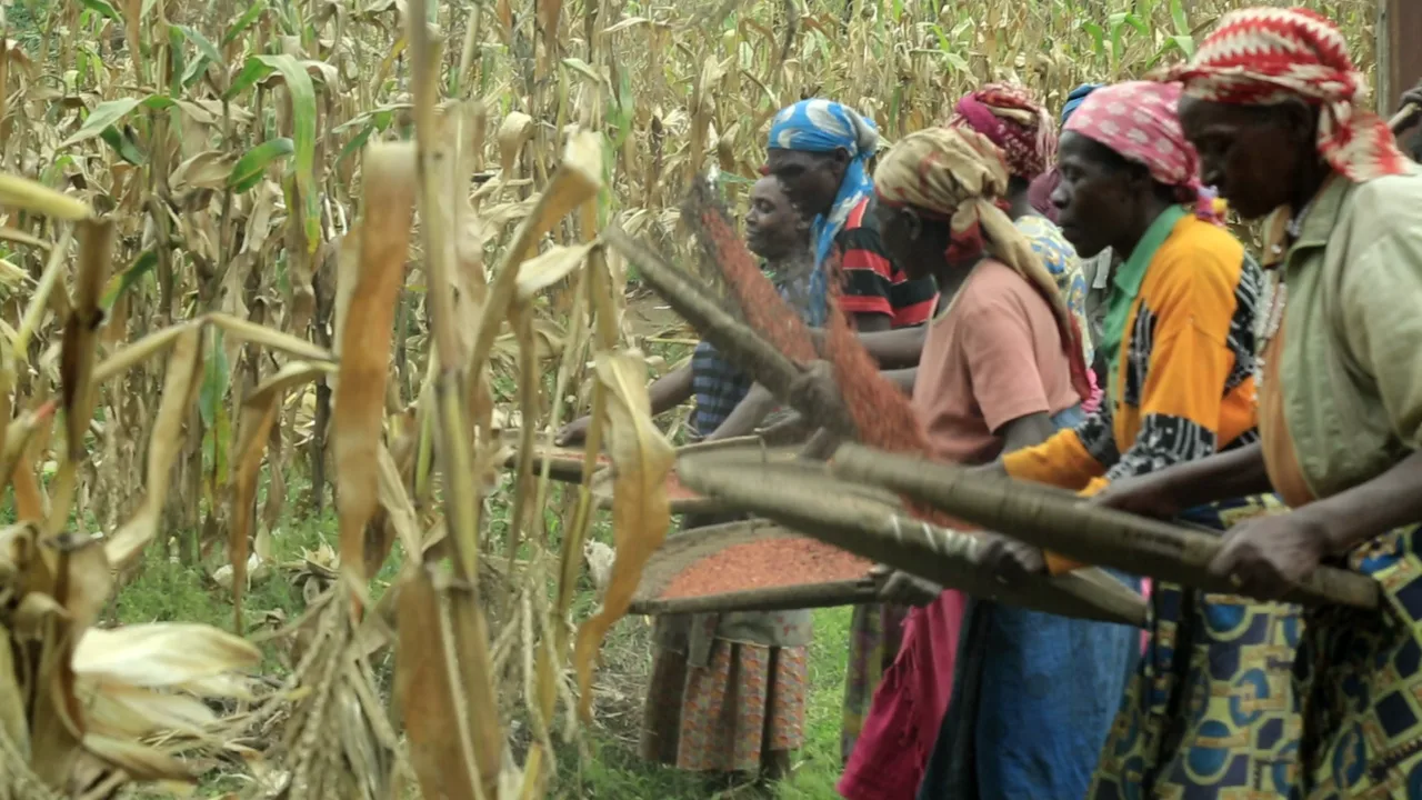 Women drying sorghum seeds by tossing them in trays, 2022