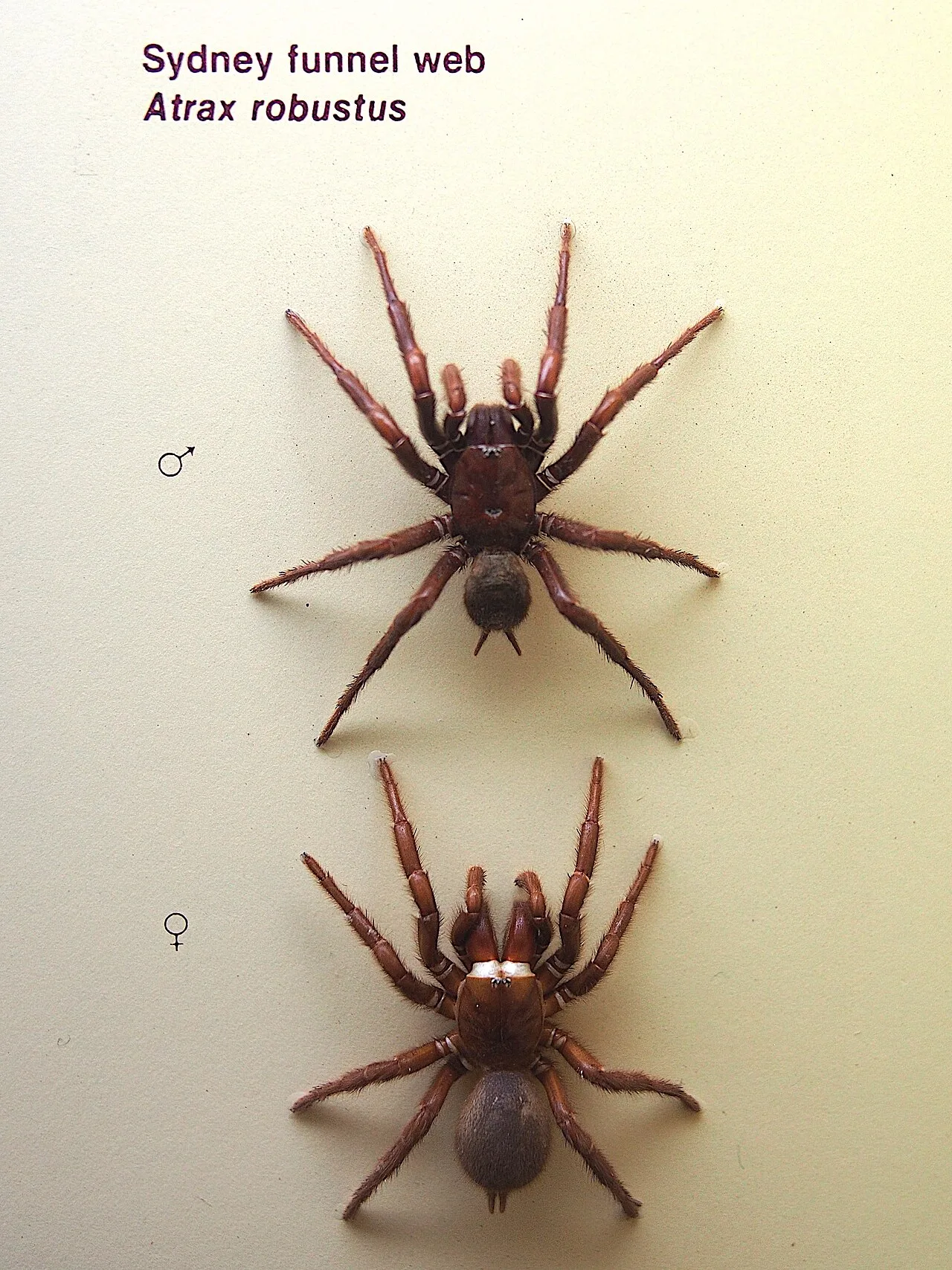 Atrax Robustus