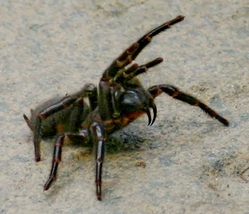 Female Sydney funnel-web spider in a warning posture