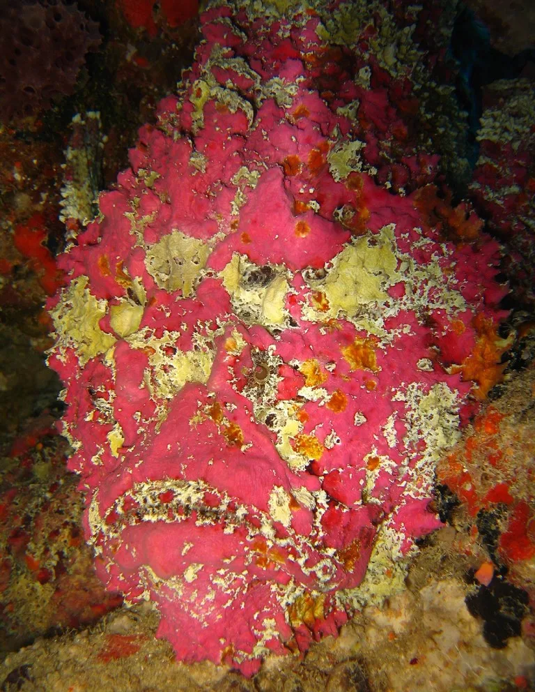 Reef stonefish in the Great Barrier Reef Marine Park