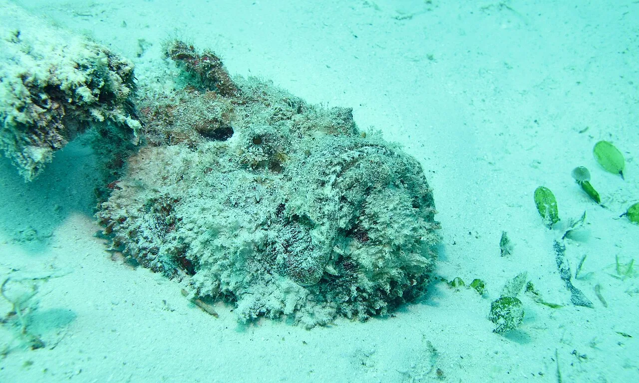 Reef stonefish on the reef floor