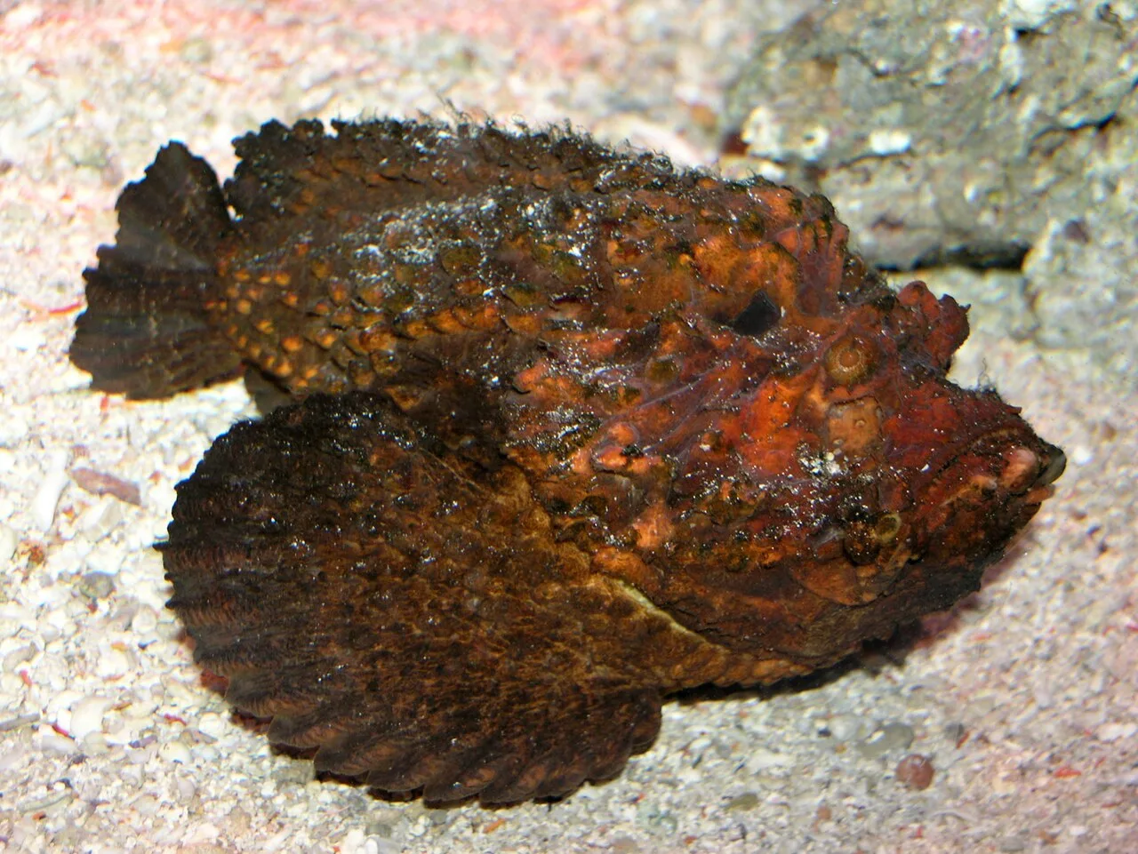 Synanceia verrucosa in a public aquarium