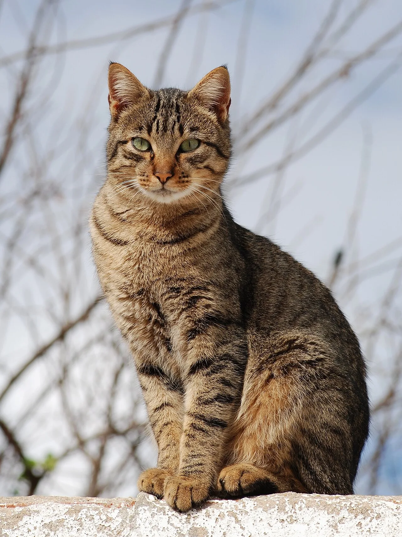 Mackerel tabby, with the distinctive striped pattern and forehead 'M'.