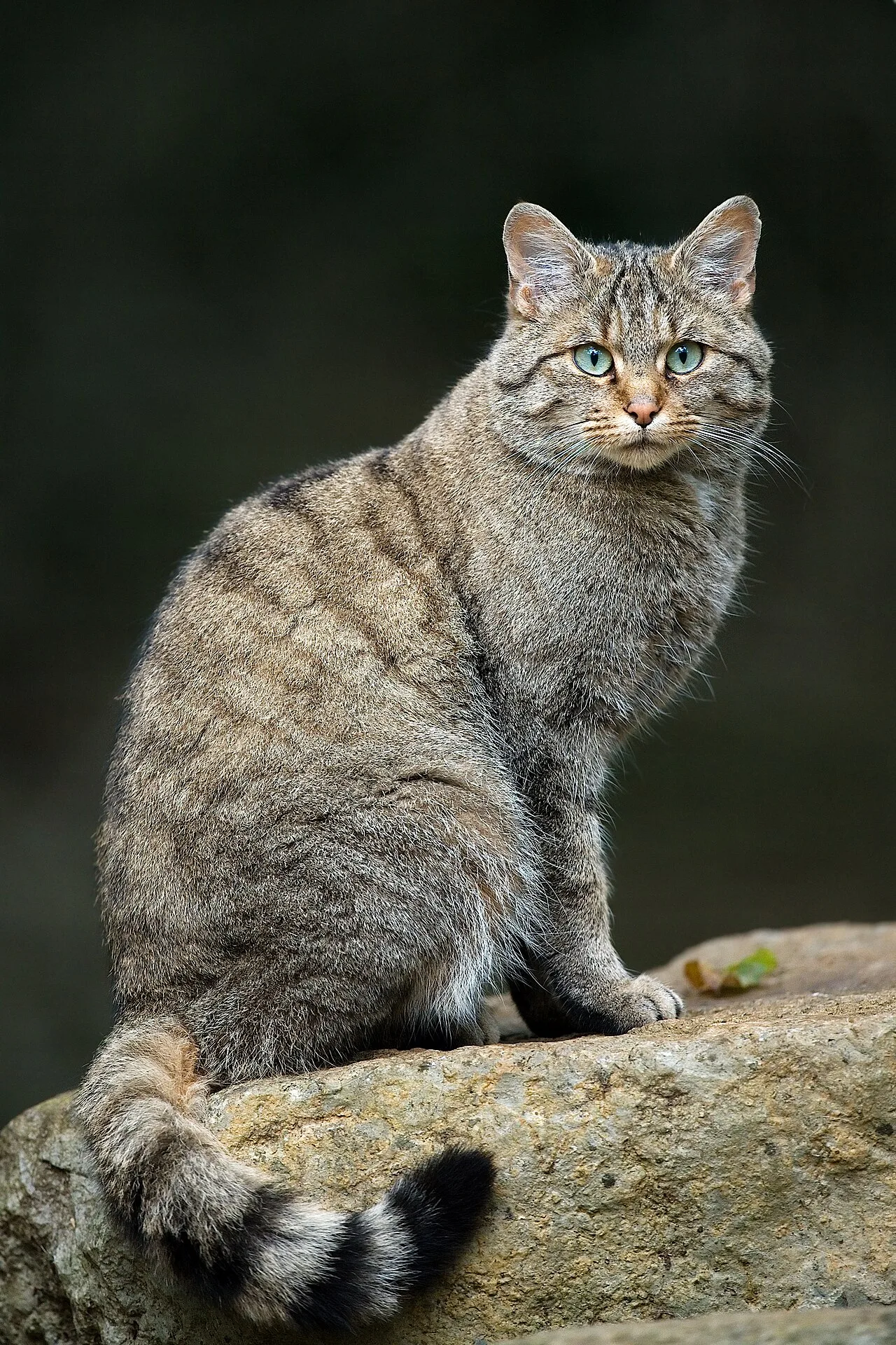 A European wildcat (Felis silvestris) bearing a similar coat pattern to that of a tabby cat. It is thought that the tabb