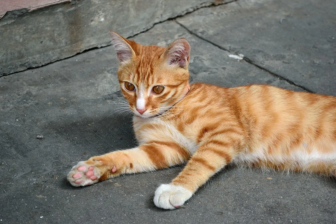 Orange tabby cat