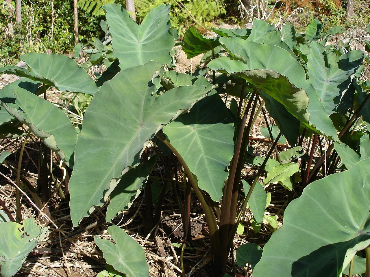 Songe-Réunion