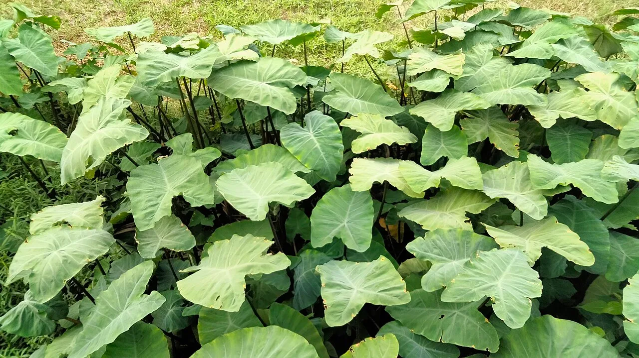 In the Mithila region of the Indian subcontinent, it is known as Kanch Gachh