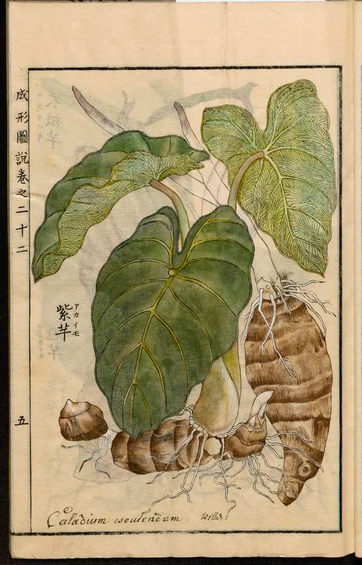 Colocasia esculenta from the Japanese agricultural encyclopedia Seikei Zusetsu