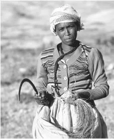An Eritrean woman harvesting teff in Geshinashim, Eritrea