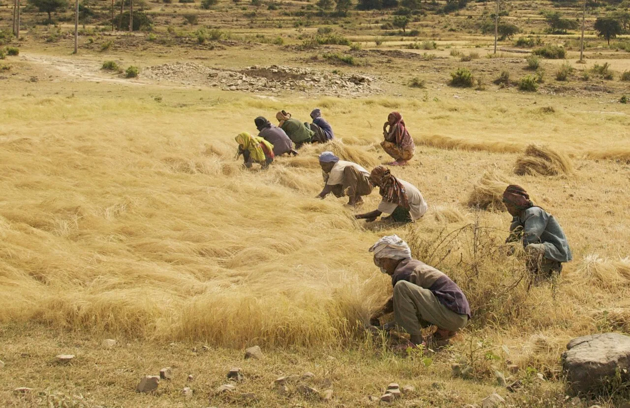 Traditional teff harvesting in Ethiopia, October 2007