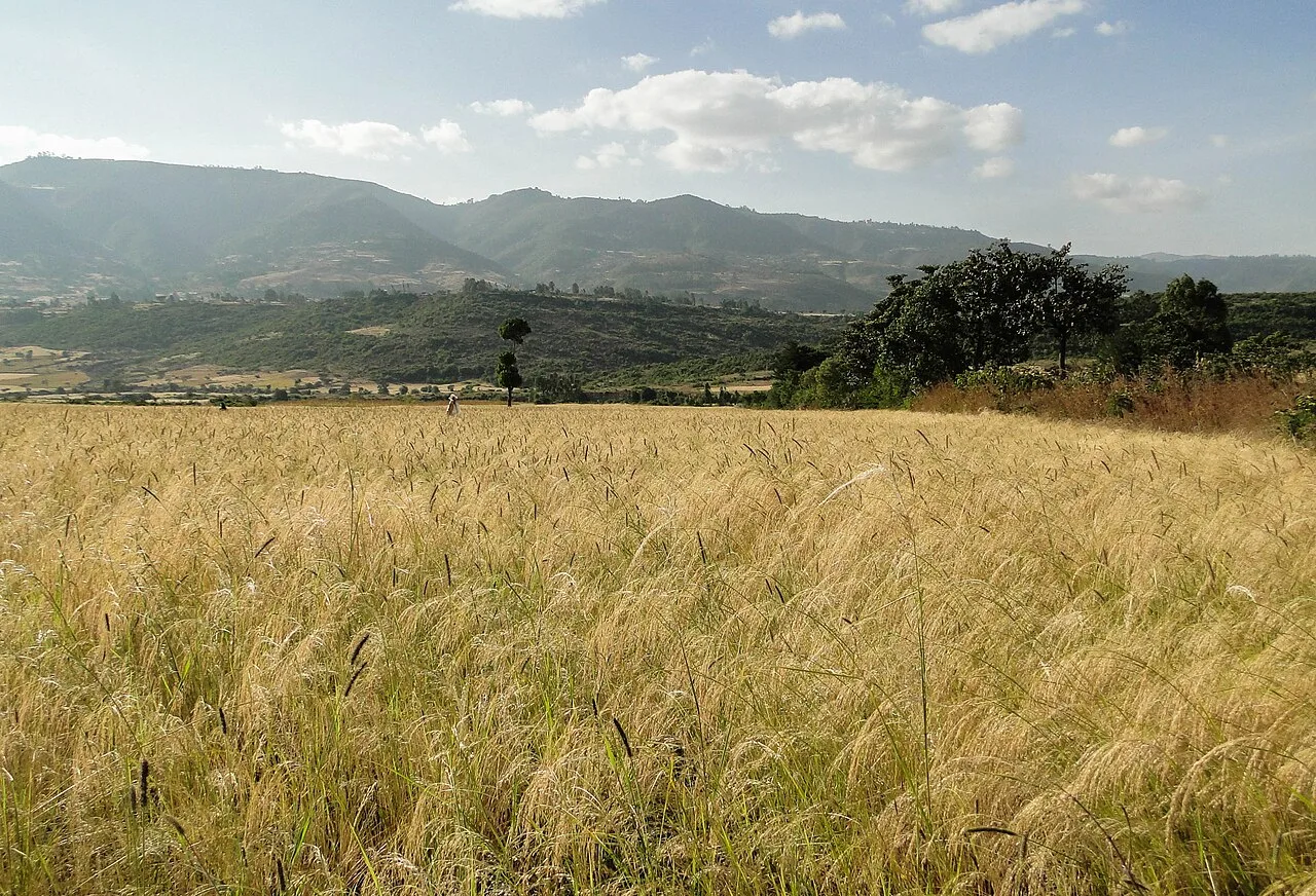 Field of teff