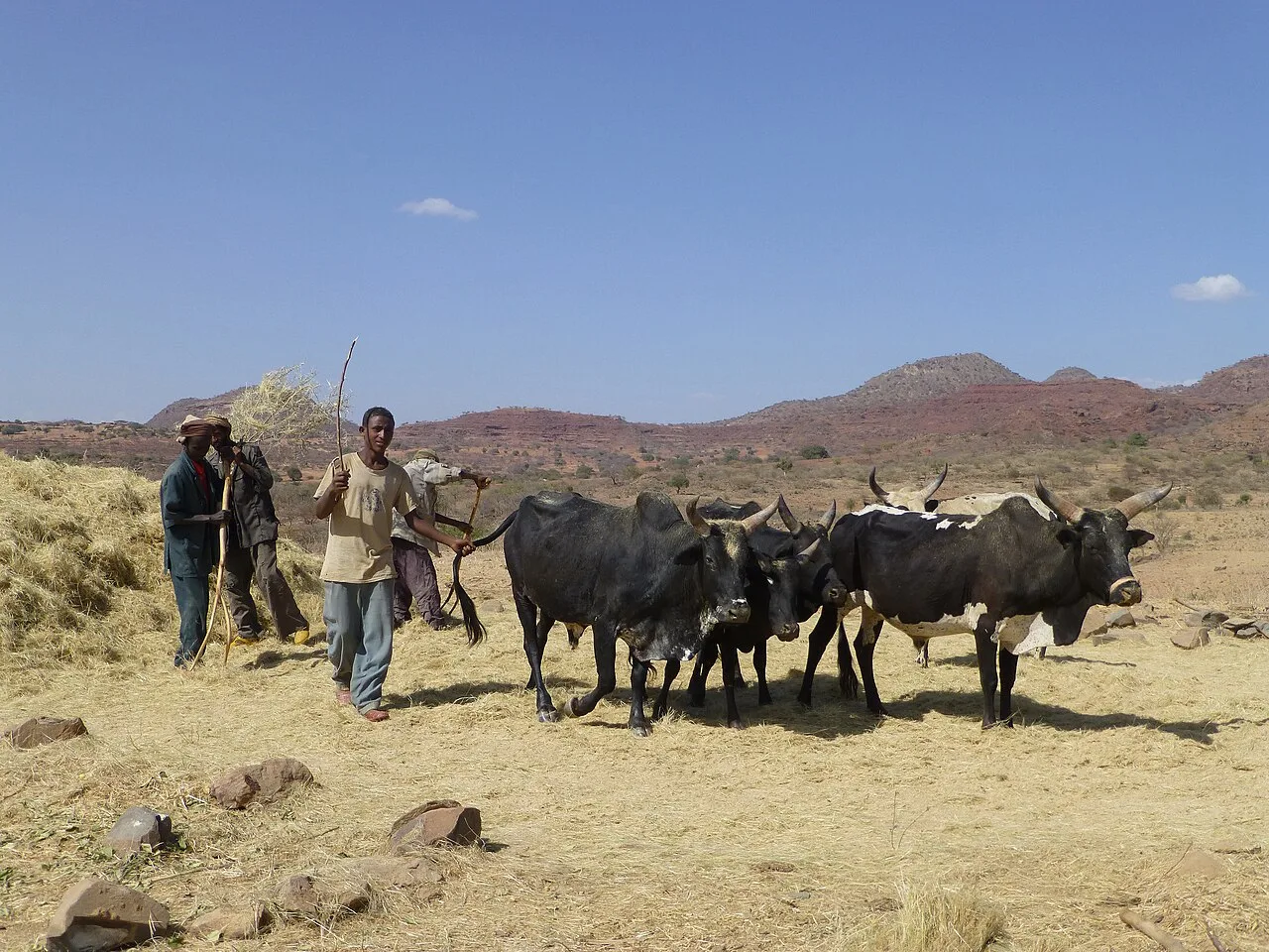 Teff threshed by using animals walking on the harvest