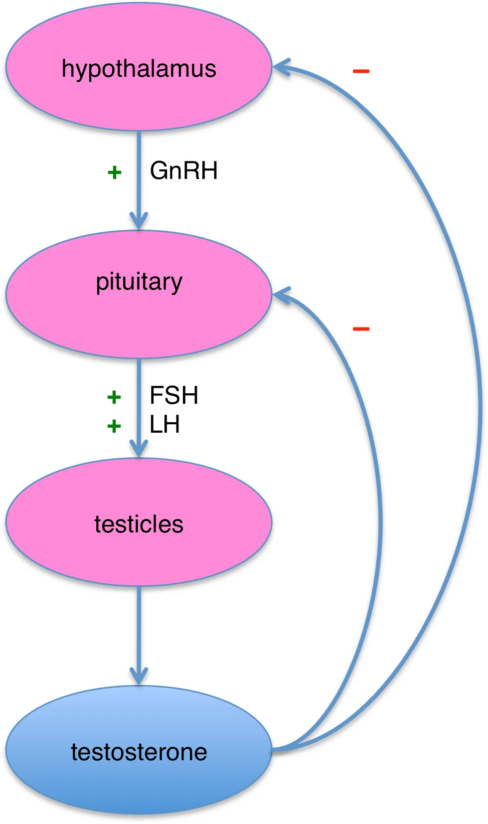 Figure 2. Hypothalamic–pituitary–testicular axis