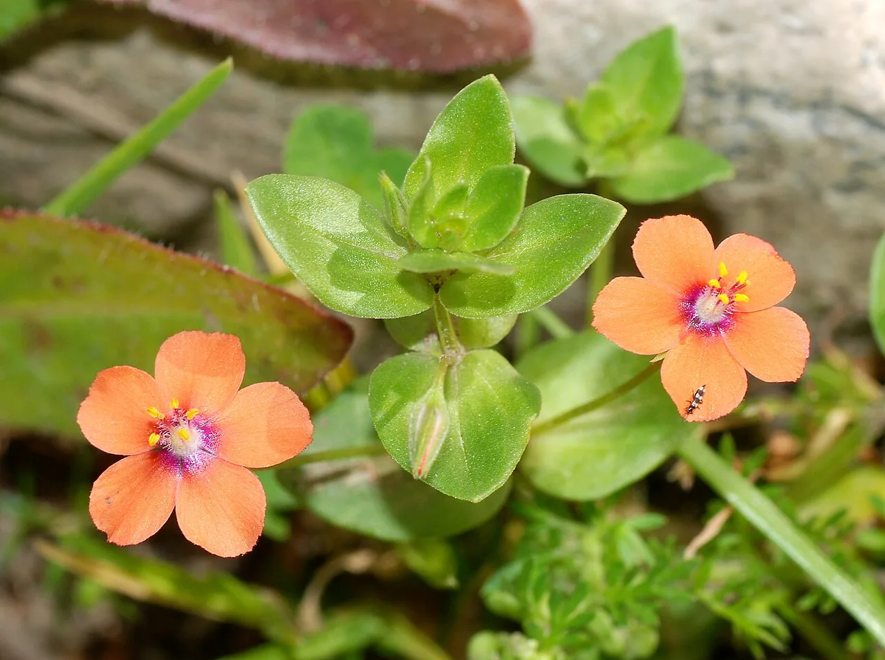 A scarlet pimpernel (Anagallis arvensis), which the eponymous hero leaves behind after his interventions