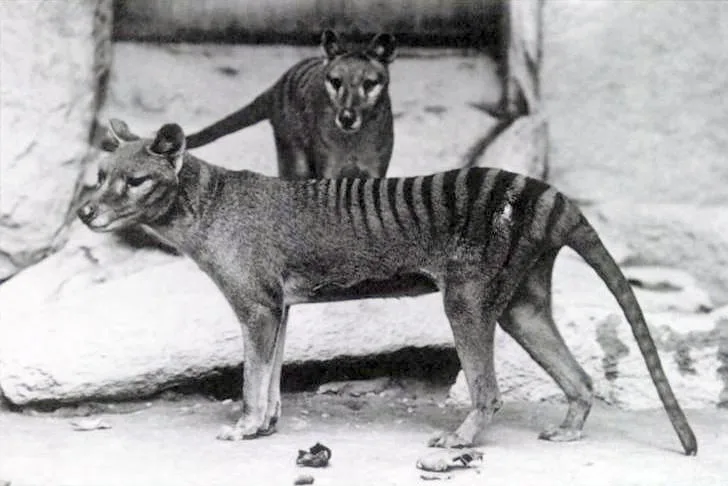 Thylacinus