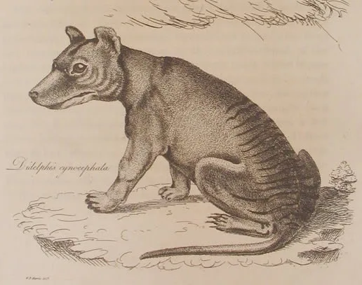The earliest known non-indigenous illustration of a thylacine; from Harris's 1808 description