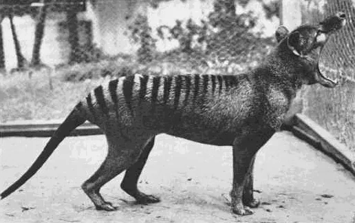 The thylacine could open its jaws to an unusual extent: up to 80 degrees