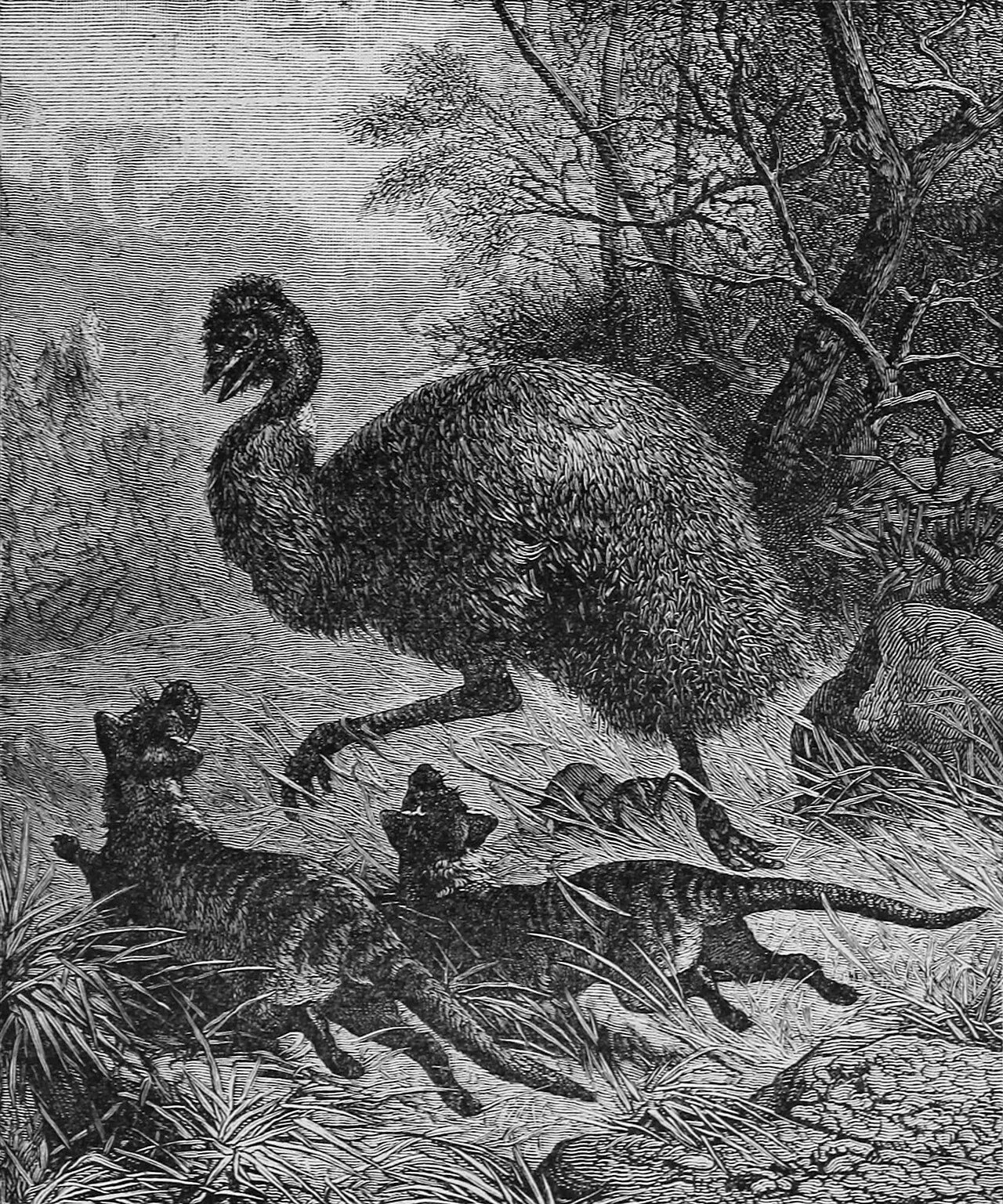 1887 illustration of an emu being chased by two thylacines