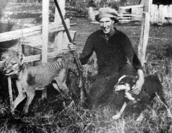 Wilf Batty with the last thylacine that was killed in the wild; photo from 1930