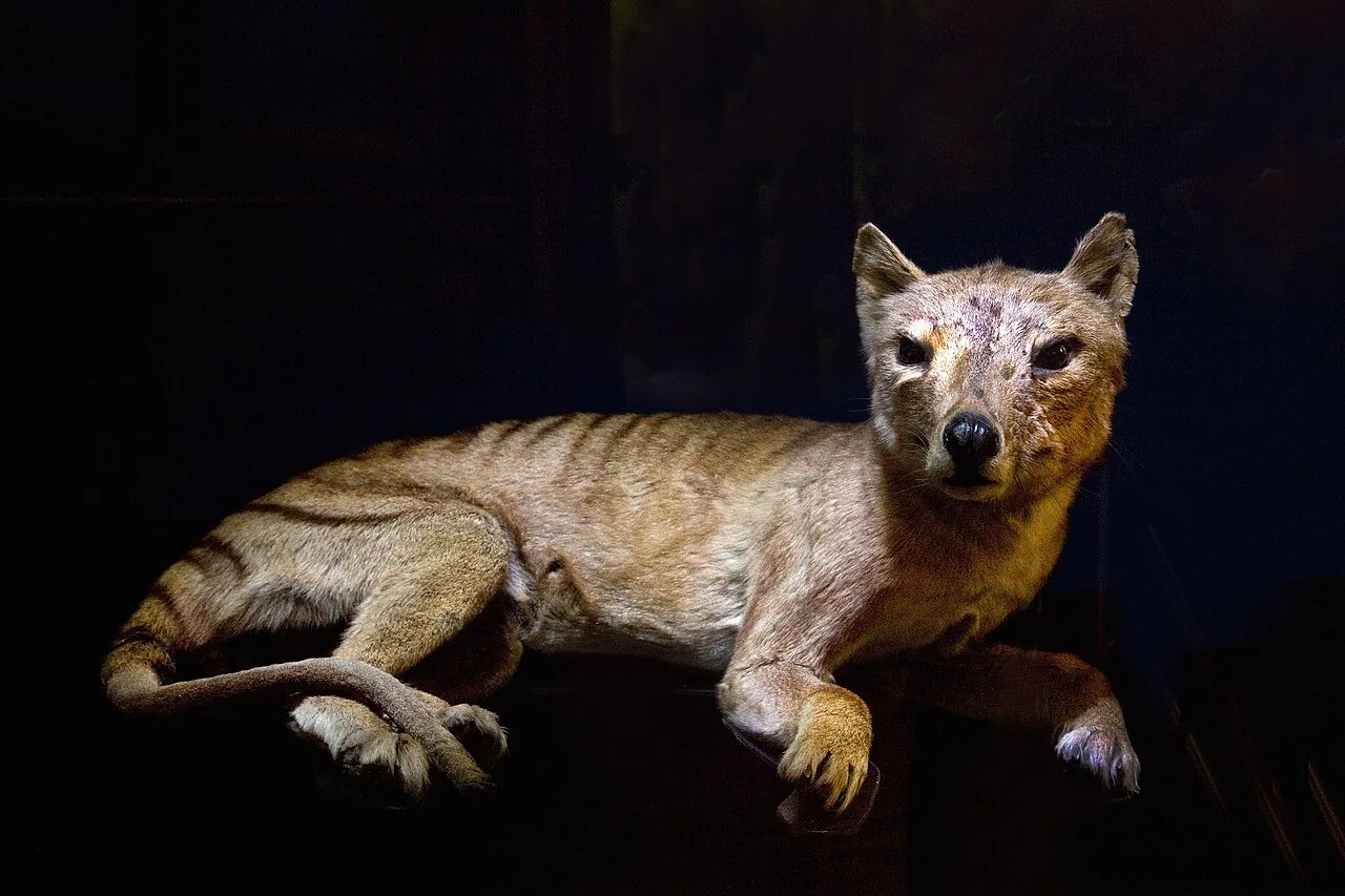 A specimen at the Natural History Museum in Vienna