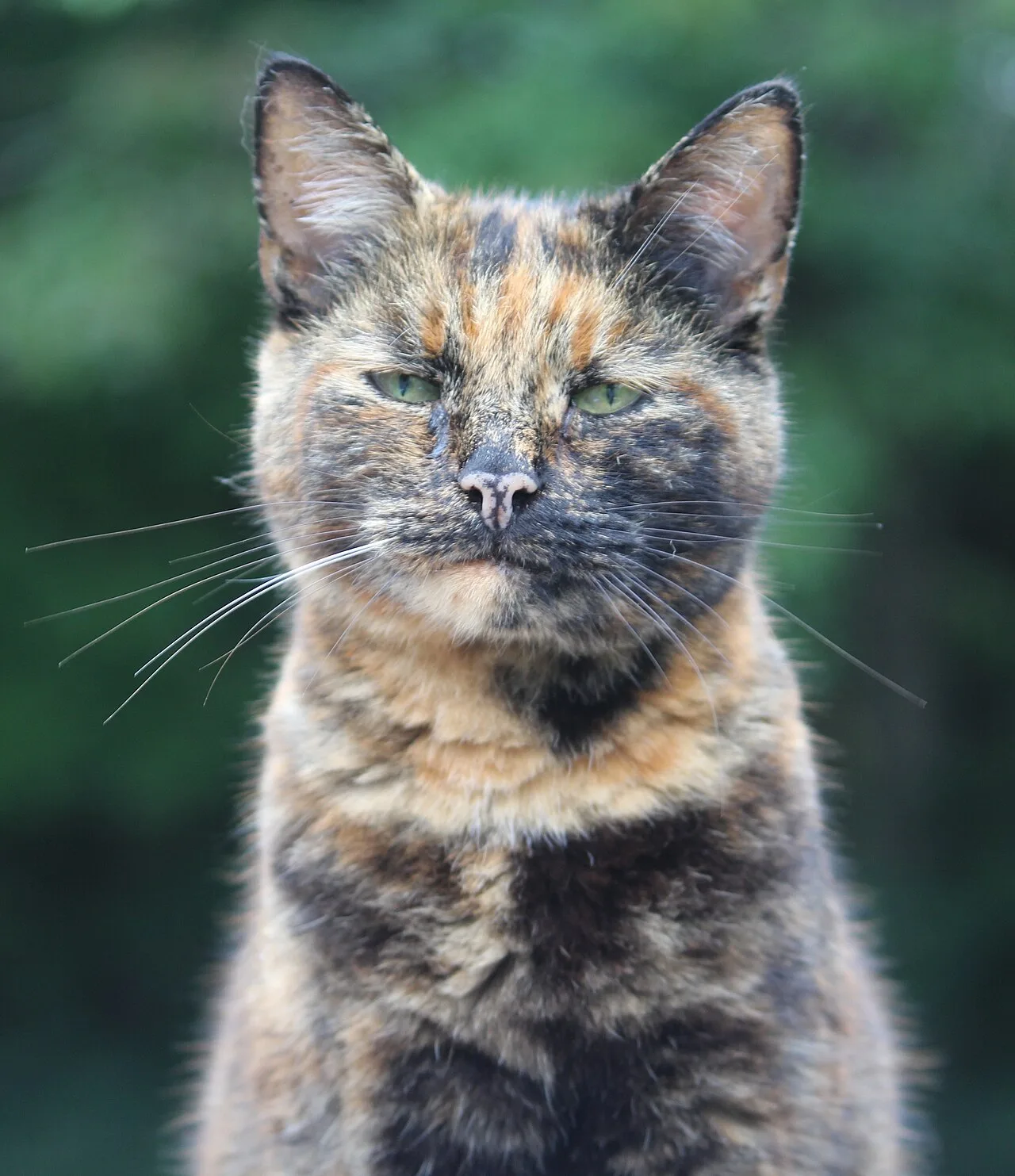 A black tortoiseshell moggy cat
