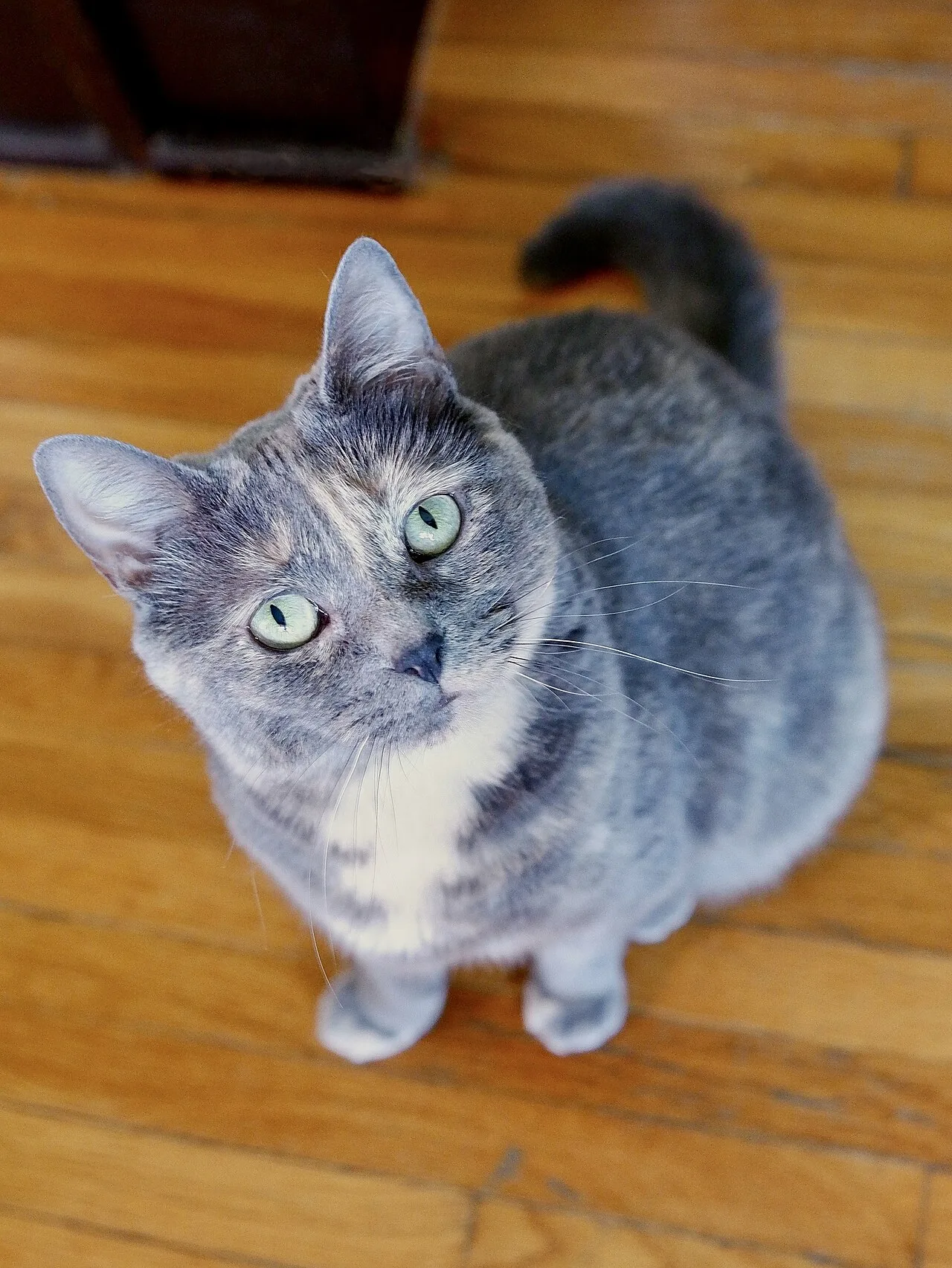 Cat with a blue ("dilute", "grey") tortoiseshell coat
