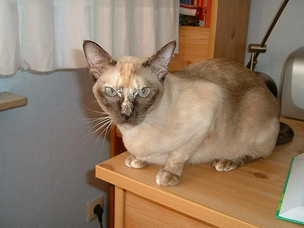 Chocolate tortoiseshell mink Tonkinese cat