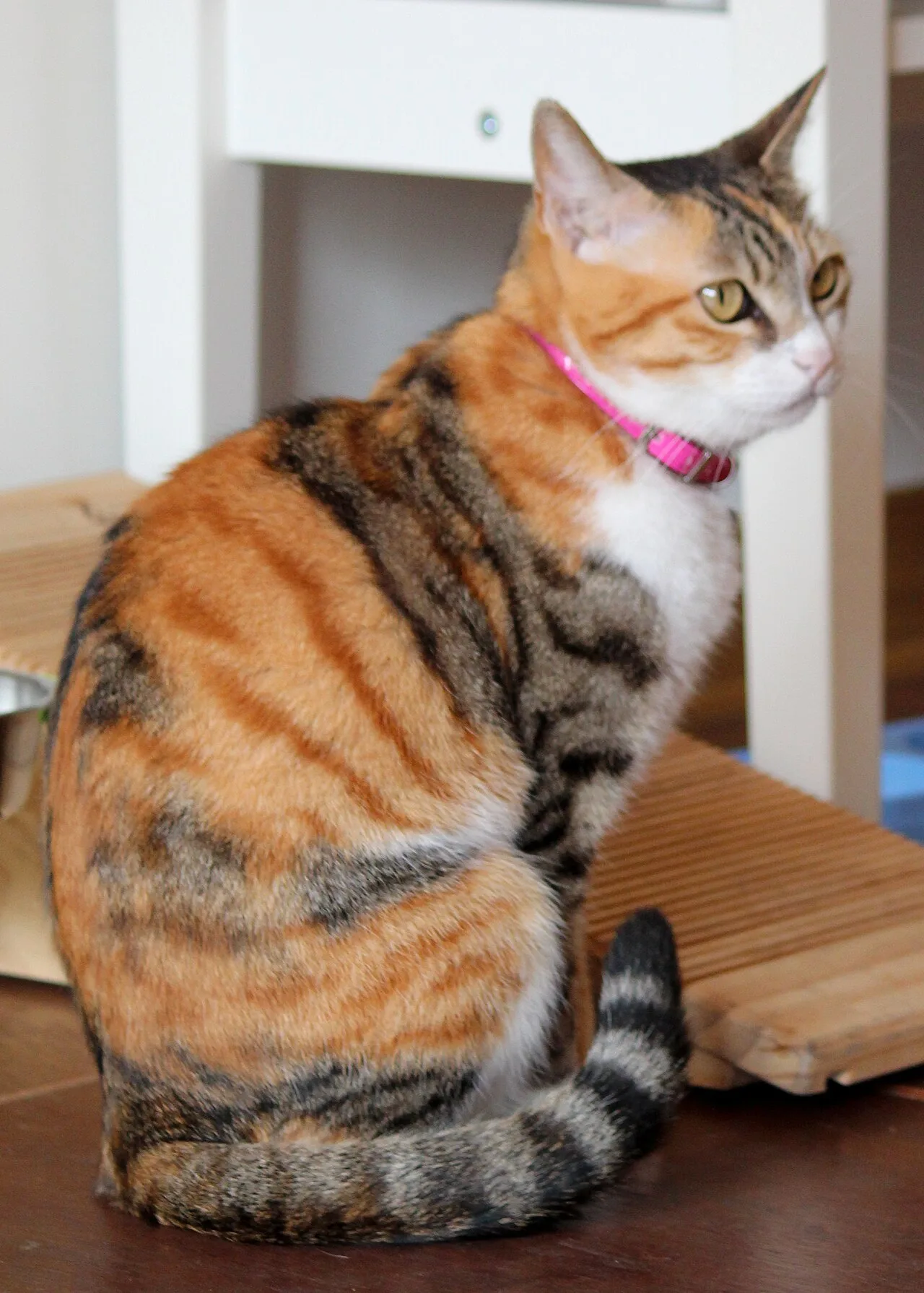 Black tortoiseshell tabby-and-white tricolour ("caliby")