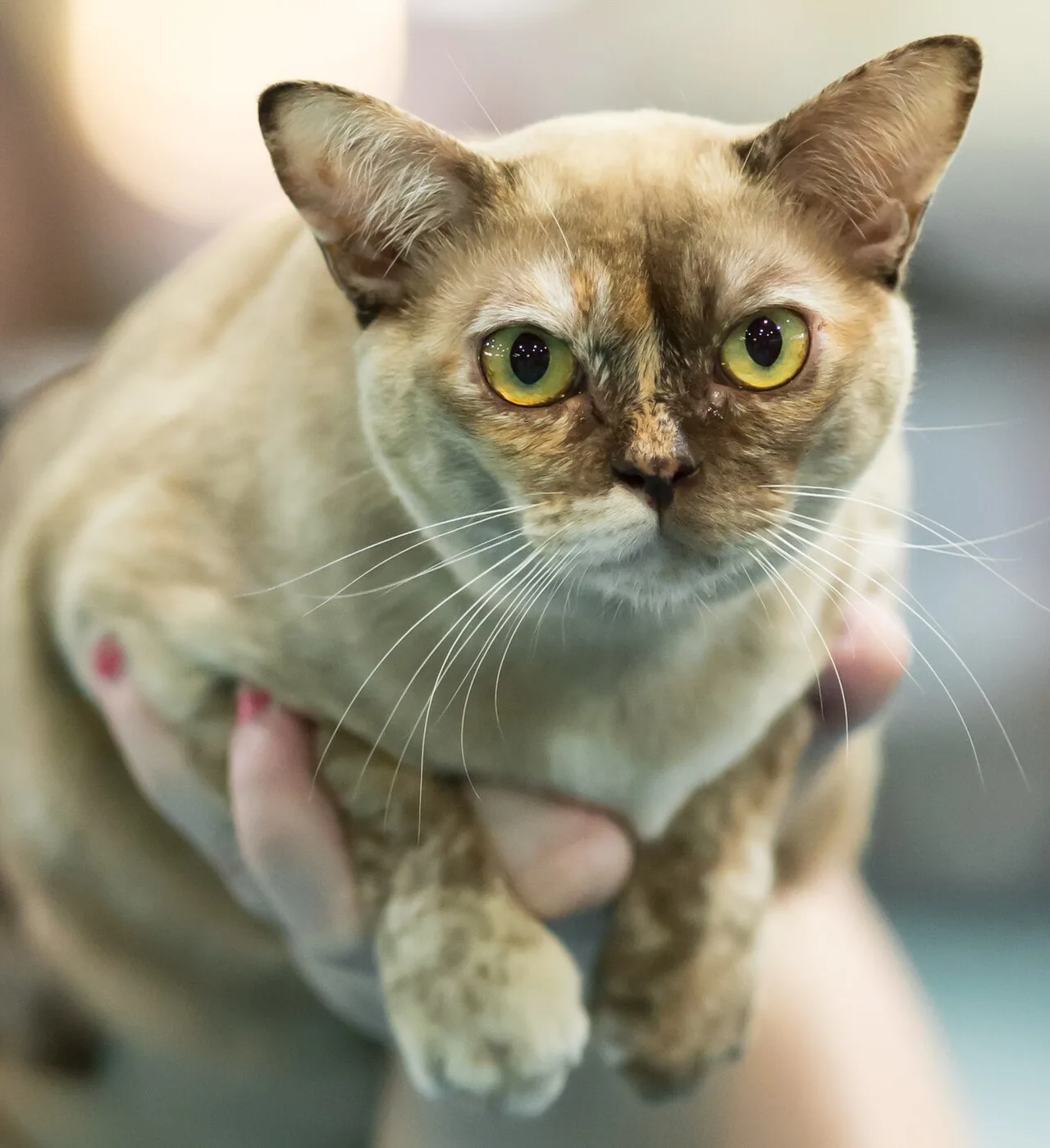 Chocolate tortoiseshell sepia Burmese