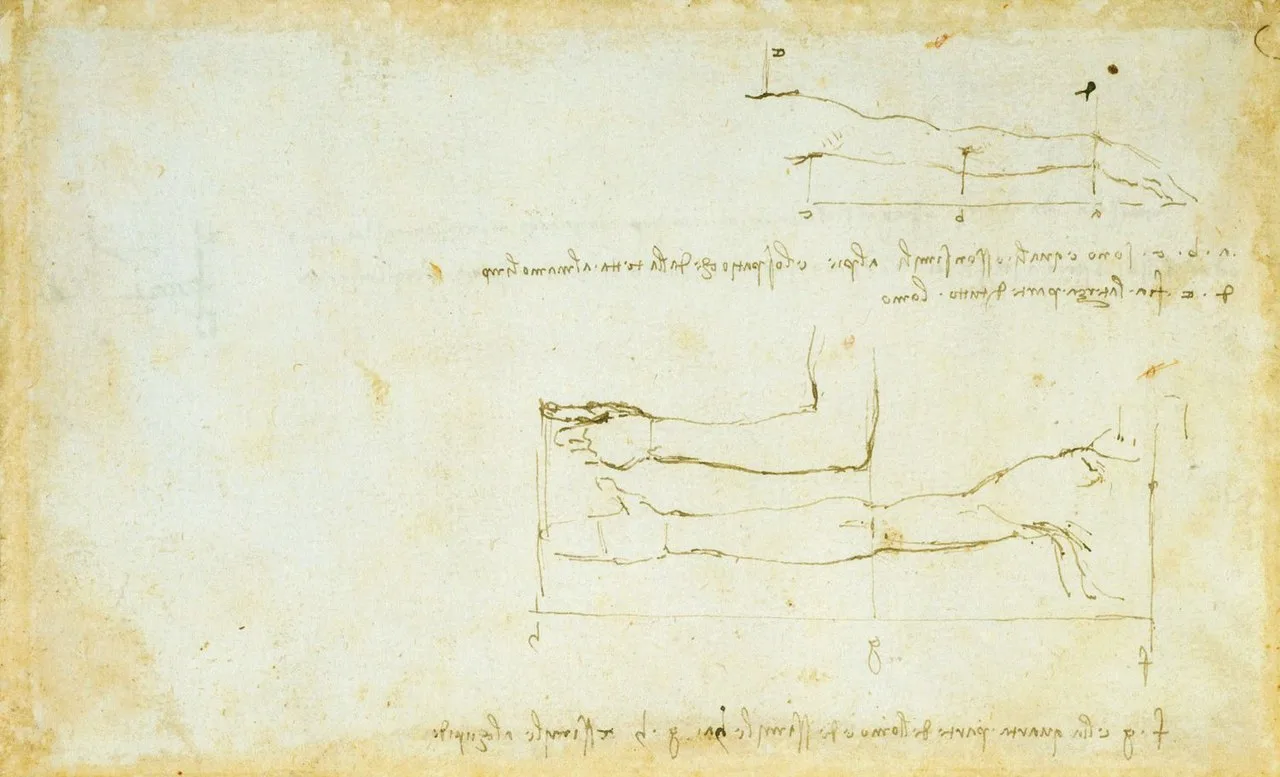 The proportions of the arm, a drawing by Leonardo which was probably in preparation for the Vitruvian Man