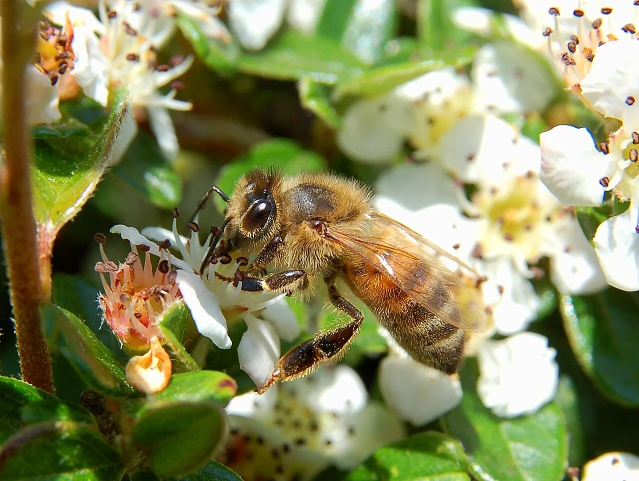 Foraging honey bee