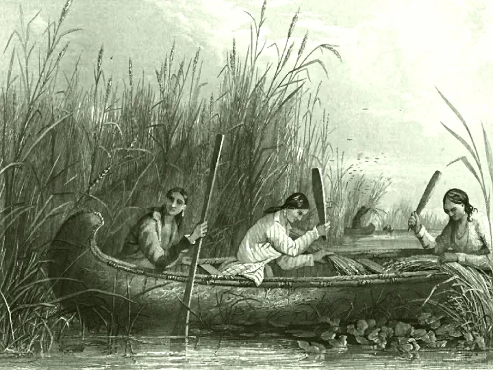 A 19th century illustration of Native Americans harvesting wild rice