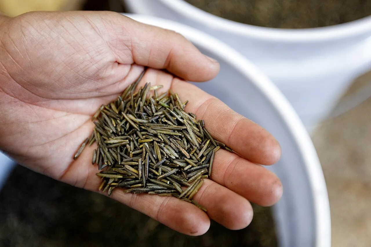 Processed wild rice