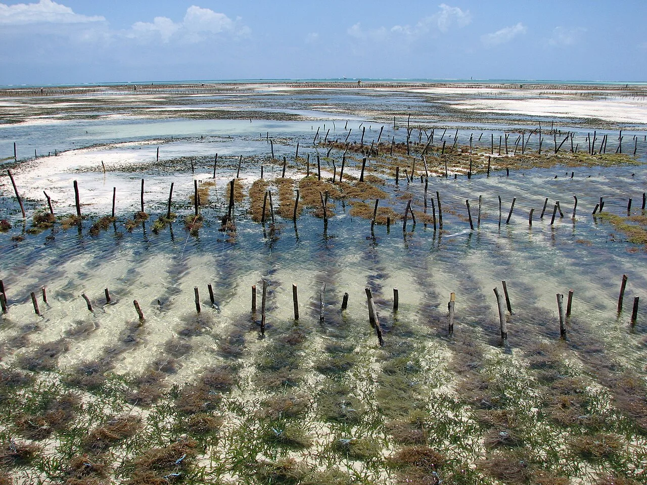 Aquaculture of red algae (Eucheuma), Jambiani