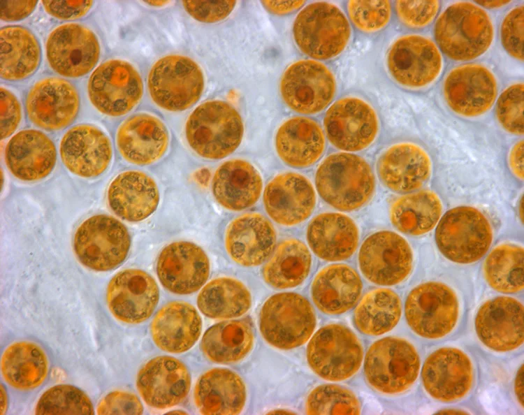 Yellow-brown zooxanthellae